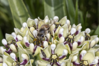 Honey Bee on Antelope Horn Milkweed